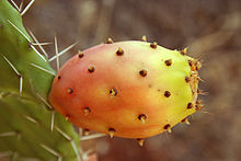 Fruit de figuier de barbarie encore attachée à la plante