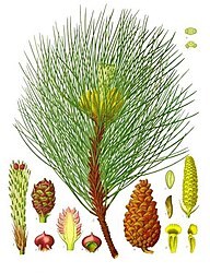 Pinus nigra Arnold