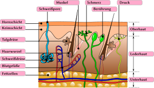 Aufbau der menschlichen Haut mit Beschriftung