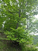 Sorb (Sorbus torminalis)