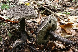 Strobilomyces strobilaceus (Strobilomycetaceae).