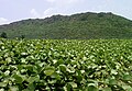 View of Eastern Ghats over beach morning glory bushes, Tenneti Park