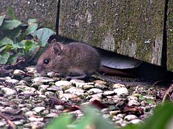 Meža klaidoņpele (Apodemus sylvaticus)