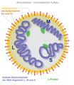 Bunyaviridae, Schema vo dr Struktur