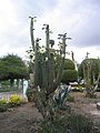 Plant of Trichocereus macrogonus var. pachanoi