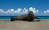 Foca monjo de Hawaii.