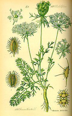 Illustratsioon Otto Wilhelm Thomé raamatust "Flora von Deutschland, Österreich und der Schweiz..." (1885), Gera, Saksamaa