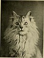 Traditioneel uiterlijk van de Perzische kat als weergegeven in het boek Our domestic animals, their habits, intelligence and usefulness (1907).