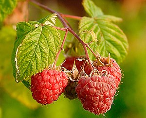 라즈베리(Rubus idaeus)