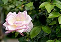 Rose 'Princesse de Monaco'