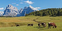 Bò nhà nuôi thả ở vùng Seiser Alm (tiếng Ý: Alpe di Siusi), vùng lãnh nguyên núi cao Dolomites, Nam Tỉrol