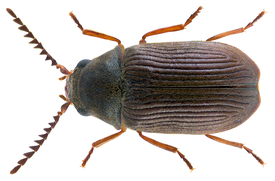 Xyletinus longitarsus