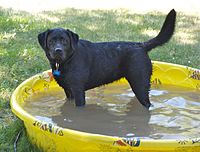 A black Labrador Retriever bathing in a kiddie pool