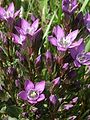 Gentianella praecox / Gentianella bohemica