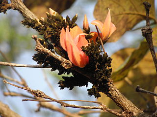 dark flower buds in February