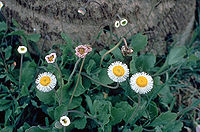 Erigeron procumbens