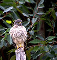 Rovarászölyv (Buteo magnirostris)