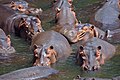 'n Familie seekoeie in Luangwa-vallei, Zambië