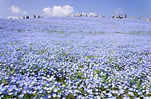 Hitachi Seaside Park 2018.jpg