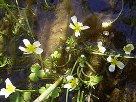 Middelste waterranonkel