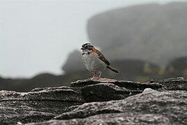 Zonotrichia capensis, Bruant chingolo, espèce sud-américaine, mont Roraima.