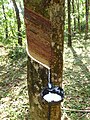 Image 7Latex collecting from a rubber tree (Hevea brasiliensis) (from Tree)