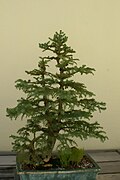 Taiwania cryptomerioides bonsai medis