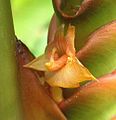 Detail květu Calathea crotalifera