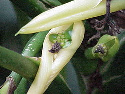 (Aglaonema nitidum)