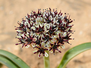 Ротну соханыны (Allium rothii) гюл джоппусу