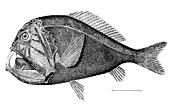 Dintre toți peștii din ocean, peștii din specia anoplogaster răspândiți la scară largă, au cei mai mari dinți care sunt proporționali cu mărimea capului lor. În ciuda aspectului lor feroce, aceste creaturi din adâncuri sunt în mare parte pești în miniatură cu mușchi slabi, fiind prea mici pentru a reprezenta vreo amenințare pentru oameni.
