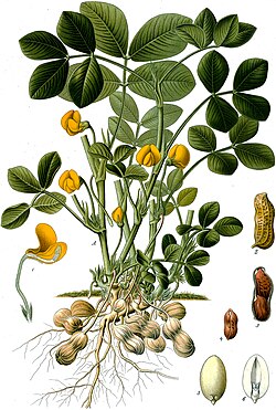 1897年一本植物插圖描繪嘅花生