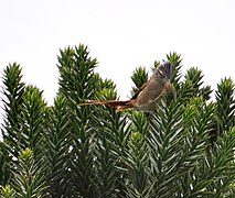 El coludito de los pinos