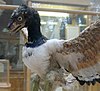 A model of Archaeopteryx lithographica on display at the Oxford University Museum of Natural History.