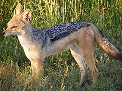 Bweha mgongo-mweusi (Canis mesomelas)