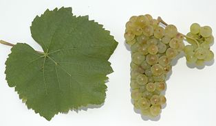 Pinot blanc