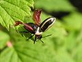 Calligrapha californica