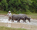 Image 60Water buffalos in the paddy fields (from Agriculture in Cambodia)