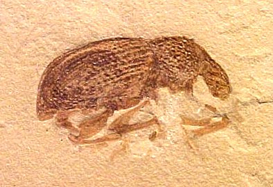 Фосил бубе Phyllobius calcaratus