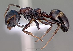 Dolichoderus sibiricus.