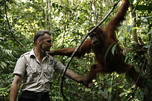 Peter Pratje with a orangutan