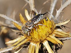 Coelioxys acanthura