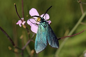 Green forester moth