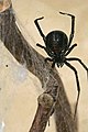 Latrodectus hesperus