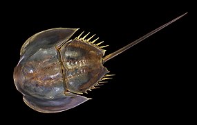 Limulus polyphemus