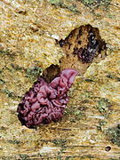 Chondrostereum purpureum (Cyphellaceae)