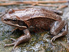 broască siberiană (Rana amurensis)