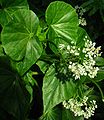 Kysala Begonia odorata (kysalovité)