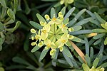 Euphorbia regis-jubae: "Kung (Rex) Jubas Euforbia".