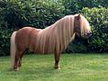 Un poney shetland, cheval hypométrique (1,00 m en moyenne)